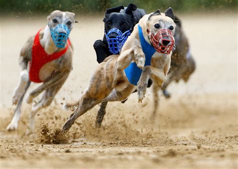 greyhound racing odds  1st Gypsy Gold 1/2 2nd Ballyblack Bella 6/1